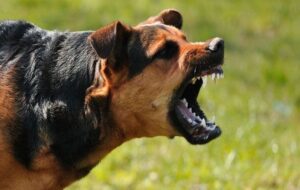 Dog-Attack-e1668594296436